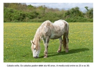 Cabalo vello. Os cabalos poden vivir ata 40 anos. A media está entre os 25 e os 30.
 