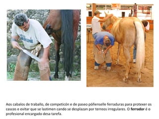 Aos cabalos de traballo, de competicón e de paseo póñenselle ferraduras para protexer os
cascos e evitar que se lastimen cando se desplazan por terreos irregulares. O ferrador é o
profesional encargado desa tarefa.
 