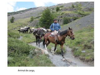 Animal de carga,
 
