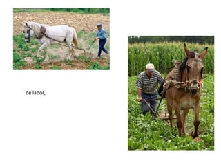 de labor,
 