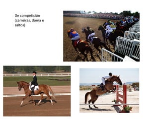 De competición
(carreiras, doma e
saltos)
 