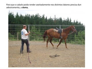 Para que o cabalo poida render axeitadamente nos distintos labores precisa dun
adestramento, a doma,
 