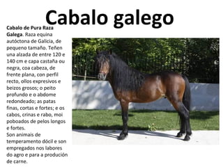 Cabalo galegoCabalo de Pura Raza
Galega. Raza equina
autóctona de Galicia, de
pequeno tamaño. Teñen
una alzada de entre 120 e
140 cm e capa castaña ou
negra, coa cabeza, de
frente plana, con perfil
recto, ollos expresivos e
beizos grosos; o peito
profundo e o abdome
redondeado; as patas
finas, cortas e fortes; e os
cabos, crinas e rabo, moi
poboados de pelos longos
e fortes.
Son animais de
temperamento dócil e son
empregados nos labores
do agro e para a produción
de carne.
 