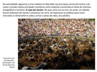 Na actualidade séguense a criar cabalos en libertade nas principais serras do centro e da
costa e arredor desta actividade manténse unha tradición convertida en festa de interese
etnográfico e turístico: A rapa das bestas. Na que unha vez ao ano, no verán, os cabalos
bravos báixanse do monte e xúntanse no curro; alí sepáranse os poldros para seren
marcados e córtanselle os cabos, crinas e pelos do rabo, aos adultos.
Imaxe do curro
de Sabucedo
(A Estrada) nun
día da Rapa das
Bestas
 