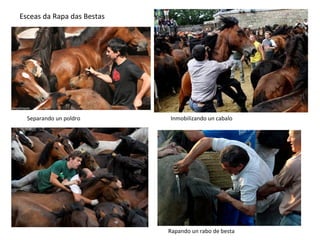 Esceas da Rapa das Bestas
Separando un poldro
Rapando un rabo de besta
Inmobilizando un cabalo
 