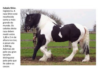 Cabalo Shire.
Inglaterra. A
raza Shire está
recoñecida
como a máis
grande do
mundo. Os
cabalos desta
raza deben
medir entre
1,80 e 2 m de
altura na cruz,
e pesan ata
1.000 kg.
Ademais de
polo seu gran
tamaño
distínguese
polo pelo que
lle cobre os
cascos
 