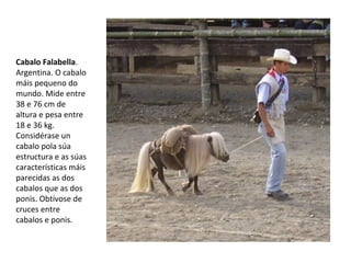 Cabalo Falabella.
Argentina. O cabalo
máis pequeno do
mundo. Mide entre
38 e 76 cm de
altura e pesa entre
18 e 36 kg.
Considérase un
cabalo pola súa
estructura e as súas
características máis
parecidas as dos
cabalos que as dos
ponis. Obtívose de
cruces entre
cabalos e ponis.
 