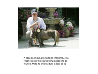 A égoa da imaxe, afectada de enanismo, está
recoñecida como o cabalo máis pequeño do
mundo. Mide 43 cm de altura e pesa 28 kg
 