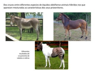 Dos cruces entre diferentes especies de équidos obtéñense animais híbridos nos que
aparecen mesturadas as características dos seus proxenitores.
Diferentes
resultados do
cruzamento de
cabalos e cebras
 