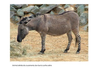 Animal obtido do cruzamento dun burro cunha cebra
 