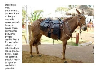 O exemplo
máis
tradicional e o
dos mulos e as
mulas que
nacen do
cruzamento de
burros e
égoas. Foron
animais moi
populares
porque
combinaban a
fortaleza dos
cabalos coa
sobriedade e a
resistencia dos
burros, o que
lles permitia
traballar moito
tempo e en
condicións
precarias.
 