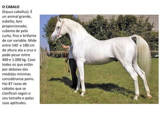 O CABALO
(Equus caballus). É
un animal grande,
esbelto, ben
proporcionado,
cuberto de pelo
curto, fino e brillante
de cor variable. Mide
entre 140 e 180 cm
de altura ata a cruz e
pode pesar entre
400 e 1.000 kg. Case
todos os que están
por debaixo das
medidas mínimas
considéranse ponis.
Hai 87 razas de
cabalos que se
clasifican según o
seu tamaño e polas
súas aptitudes.
 