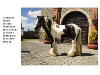 Cabalos de
tiro ou
pesados:
miden entre
163 e 183 cm
de altura e
poden pesar
entre 700 e
1000 kg.
 