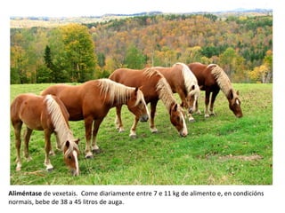 Aliméntase de vexetais. Come diariamente entre 7 e 11 kg de alimento e, en condicións
normais, bebe de 38 a 45 litros de auga.
 