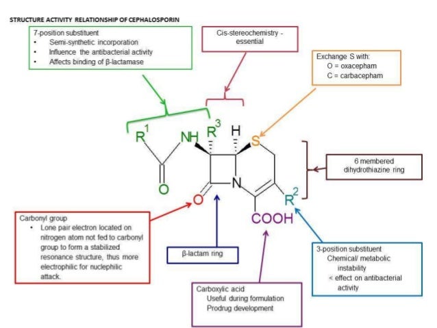 Cephalosporin Has Beta Lactam Ring Cephalosporin Has Beta Lactam Ring