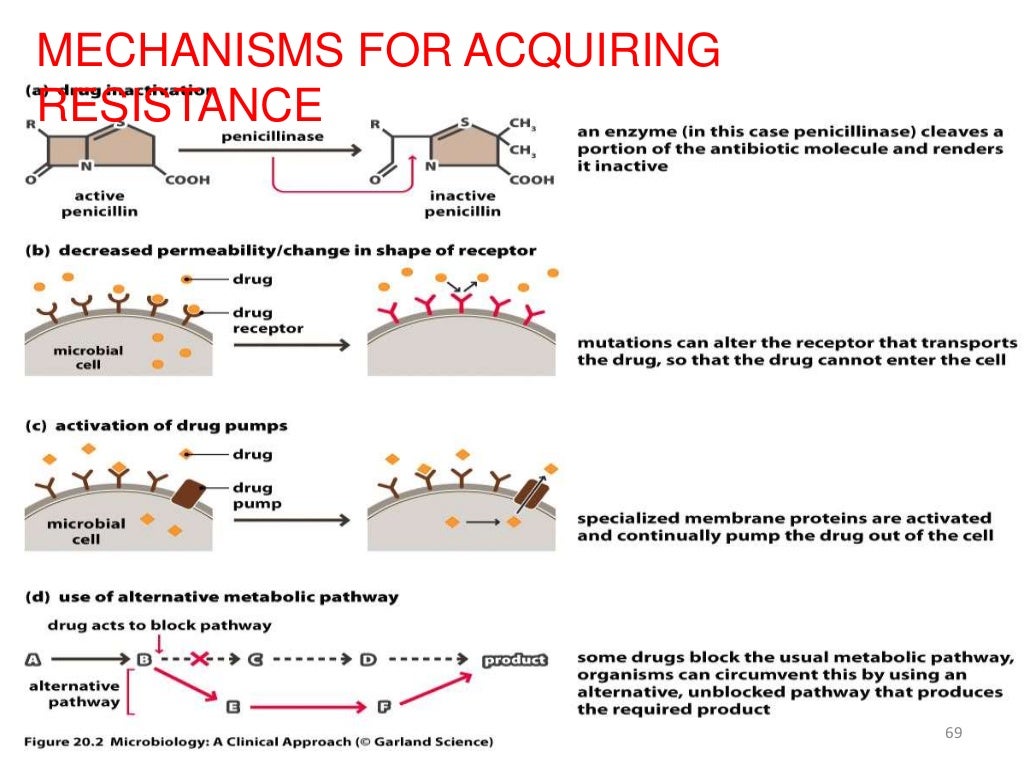 Beta Lactam Antibiotics