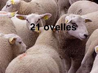 21 ovelles
 
