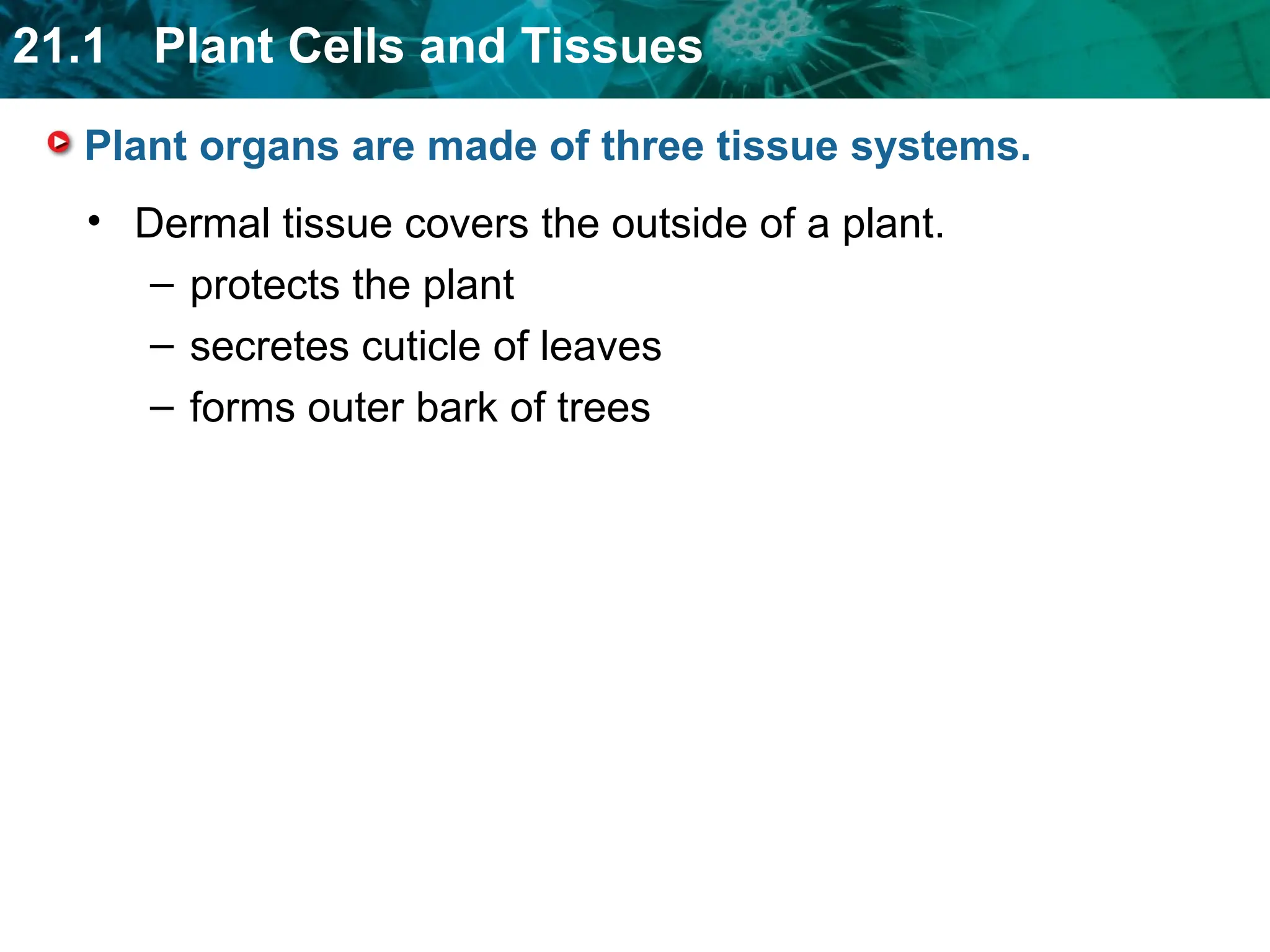 21 Plant Structure and Function tissue.ppt