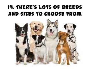14. There’s lots of breeds
and sizes to choose from
 