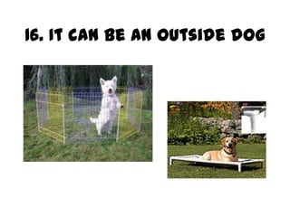 16. It can be an outside dog
 