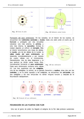 III) La información celular

9) Reproducción

nucela
Exina

intina

Célula madre del
saco embrionario
primina

secundina
funículo

núcleos

micropilo

Fig. 23 Grano de polen.

Fig. 24 Rudimento seminal (óvulo).

Formación del saco embrionario. En los carpelos, en el interior de los ovarios, se
encuentran los rudimentos seminales u óvulos. Cada uno está unido al ovario por el
funículo y protegido por dos envueltas
celulares: una más externa, la primina, y
otra más interna, la secundina. Ambas lo
rodean dejando un orificio: el micropilo. Más
antípodas
al interior encontramos una masa de células:
centrales
la nucela, una de las células de la nucela: la
sinérgidas
célula madre del saco embrionario, se
desarrolla considerablemente y por meiosis
oosfera
da cuatro células con n cromosomas.
Generalmente, tres de ellas degeneran y la
que perdura se divide varias veces (tres,
normalmente) formando el saco embrionario. Fig. 25 Saco embrionario.
Cada saco embrionario contiene ocho células
(n). Las tres superiores son las sinér
gidas,
una de las sinérgidas, la central, es el gameto femenino u oosfera; otras dos son las
centrales, y en la parte opuesta a las sinérgidas, se encuentran las antí podas. Las
dos sinérgidas y las tres antípo das no tienen ninguna función y después de la
fecundación desaparecen.
n

n

2n

meiosis

1ªmitosis

n

2ªmitosis

n

3ª mitosis

Fig. 26 Formación del saco embrionario.

FECUNDACIÓN EN LAS PLANTAS CON FLOR
Una vez el grano de polen ha llegado al estigma de la flor ésta produce sustancias

J. L. Sánchez Guillén

Página III-9-10

 