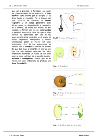 III) La información celular

que van a provocar la formación por parte
del grano de polen de un largo tubo: el tubo
polínico. Éste penetra por el estigma y se
dirige hacia el micropilo. Por el interior del
tubo políni co se trasladan el núcleo
vegetativo y el núcleo generativo. Este
último, según va descendiendo al encuentro
de la oosfera, se divide por mitosis en dos
núcleos; se forman así los dos anterozoides
o gametos masculinos. Una vez que el tubo
polínico ha contactado con uno de los
sacos embrionarios presentes en el ovario, el
núcleo vegetativo desaparece y ambos
anterozoides pasan al interior del saco
embrionario. Uno de los anterozoides se
fusiona con la oosfera y formará un núcleo
2n que dará lugar al embrión; el otro se une
con los dos núcleos centrales del saco
embrionario formando un núcleo 3n que dará
lugar al tejido nutritivo de la semilla llamado:
albumen o endospermo. Vemos que en el
interior del saco embrionario se produce una
doble fecundación.

9) Reproducción

anterozoides

n. vegetativo

Fig. 27 Formación del tubo polínico.

3n
2n

Fig. 28 Fecundación.

ovario

óvulo

ciruela

Fig. 29 Origen de las diferentes partes de un
fruto de ciruela.

embrión

cotiledón

Semilla de judía

endospermo

embrión

Fruto del trigo

Fig. 30 Semilla de judía y fruto de trigo.

J. L. Sánchez Guillén

Página III-9-11

 