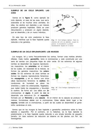 III) La información celular

9) Reproducción

EJEMPLO DE UN CICLO DIPLONTE: LAS
AVES
Vemos en la figura 9, como ejemplo de
ciclo diplonte, el caso de las aves, que sería
extensible al de muchos otros animales. En
ellas, los adultos son diploides y por meiosis
producen gametos haploides. Estos se unen
(fecundación) y producen un zigoto diploide,
que se desarrolla y da un nuevo individuo.
En este tipo de ciclo predomina la fase
diploide, mientras que la fase haploide queda
reducida a los gametos.

Fig. 9 Ciclo biológico diplonte. Todos los
elementos del ciclo son diploides, excepto los
gametos. La fecundación se produce
inmediatamente después de la meiosis

EJEMPLO DE UN CICLO DIPLOHAPLONTE: LOS MUSGOS
Los musgos, tal y como frecuentemente los vemos, forman unas matitas almohadilladas. Cada matita: gametofito, tiene n cromosomas y está constituida por una
serie de ramitas con pequeñas hojas de color verde. En los extremos de algunas
ramitas se desarrollan los órganos reproductores masculinos: los anteridios, en el interior
de los cuales, sin necesidad de la meiosis, se
forman los gametos masculinos: los anterozoides. En los extremos de otras ramitas se
forman los órganos reproductores femeninos:
los arquegonios, y en su interior una única
célula reproductora femenina: la oosfera. En
condiciones de humedad se abren los
anteridios y salen los anterozoides, flagelados,
que nadan hasta los arquegonios y fecundan Fig. 10 Ciclo biológico diplohaplonte de un
musgo sp.
la oosfera. Se forma así una célula con 2n
cromosomas: el zigoto. A partir de éste se
desarrolla una estructu ra 2n: el esporofito,
formado por un filamento y una cápsula. En el interior de la cápsula se produce la
meiosis, formándose células con n cromosomas. Estas células darán lugar a las
esporas, también con n cromosomas, a partir de las cuales se desarrollará el gametofito cerrándose el ciclo.
Espora (n)

Esporofito (2n)

Gametofito (n)

oosfera

anterozoide

Gametofito (n)

Gametos (n)

Zigoto (2n)

Vemos que en los musgos la fase haploide o gametofito predomina sobre la fase
diploide o esporofito. Por el contrario, en lo helechos, es la fase diploide la
predominante y la fase haploide queda reducida a una simple laminilla de pequeño
tamaño. Un caso extremo de reducción se observa en las plantas con flor: las
fanerógamas.

J. L. Sánchez Guillén

Página III-9-4

 