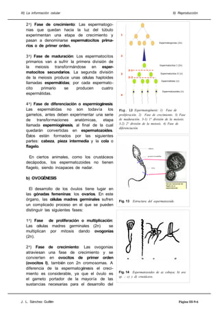 III) La información celular

20) Fase de crecimiento: Las espermatogonias que quedan hacia la luz del túbulo
experimentan una etapa de crecimiento y
pasan a denominarse espermatocitos primarios o de primer orden.
30) Fase de maduración: Los espermatocitos
primarios van a sufrir la primera división de
la meiosis transformándose en espermatocitos secundarios. La segunda división
de la meiosis produce unas células haploides
llamadas espermátidas; por cada espermatocito
primario
se
producen
cuatro
espermátidas.
40) Fase de diferenciación o espermiogénesis:
Las espermátidas no son todavía los
gametos, antes deben experimentar una serie
de
transformaciones
anatómicas,
etapa
llamada espermiogénesis, al final de la cual
quedarán convertidas en espermatozoides.
Éstos están formados por las siguientes
partes: cabeza, pieza intermedia y la cola o
flagelo.

9) Reproducción

1
Espermatogonias (2n)

2

Espermatocitos I (2n)

3-1
Espermatocitos II (n)

3
3-2

Espermátidas (n)

Espermatozoides (n)

4

Fig. 12 Espermatogénesis: 1) Fase de
proliferación. 2) Fase de crecimiento. 3) Fase
de maduración. 3-1) 1ª división de la meiosis.
3-2) 2ª división de la meiosis. 4) Fase de
diferenciación.

En ciertos animales, como los crustáceos
decápodos, los espermatozoides no tienen
flagelo, siendo incapaces de nadar.
b) OVOGÉNESIS
El desarrollo de los óvulos tiene lugar en
las gónadas femeninas: los ovarios. En este
órgano, las células madres germinales sufren
un complicado proceso en el que se pueden
distinguir las siguientes fases:

Sección transversal del
Sección transversal del
flagelo de un
flagelo de un
espermatozoide
espermatozoide

Fig. 13

Estructura del espermatozoide.

10) Fase de proliferación o multiplicación:
Las células madres germinales (2n)
se
multiplican por mitosis dando ovogonias
(2n).
20) Fase de crecimiento: Las ovogonias
atraviesan una fase de crecimiento y se
convierten en ovocitos de primer orden
(ovocitos I), también con 2n cromosomas. A
diferencia de la espermatogénesis el crecimiento es considerable, ya que el óvulo es
el gameto portador de la mayoría de las
sustancias necesarias para el desarrollo del

J. L. Sánchez Guillén

a

b

c

d

Fig. 14 Espermatozoides de a) cobaya; b) ave
sp. ; c) y d) crustáceos.

Página III-9-6

 