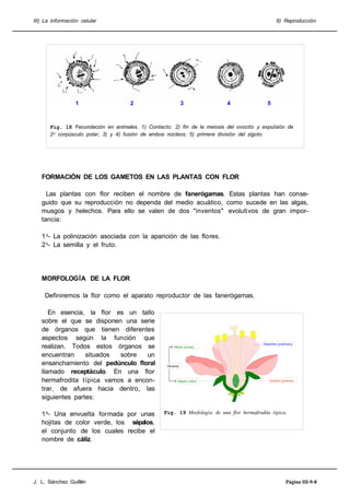 III) La información celular

1

9) Reproducción

2

3

4

5

Fig. 18 Fecundación en animales. 1) Contacto; 2) fin de la meiosis del ovocito y expulsión de
21 corpúsculo polar; 3) y 4) fusión de ambos núcleos; 5) primera división del zigoto.

FORMACIÓN DE LOS GAMETOS EN LAS PLANTAS CON FLOR
Las plantas con flor reciben el nombre de fanerógamas. Estas plantas han conseguido que su reproducción no dependa del medio acuático, como sucede en las algas,
musgos y helechos. Para ello se valen de dos "inventos" evolutivos de gran importancia:
11- La polinización asociada con la aparición de las flores.
21- La semilla y el fruto.

MORFOLOGÍA DE LA FLOR
Definiremos la flor como el aparato reproductor de las fanerógamas.
En esencia, la flor es un tallo
sobre el que se disponen una serie
de órganos que tienen diferentes
aspectos según la función que
realizan. Todos estos órganos se
encuentran
situados
sobre
un
ensanchamiento del pedúnculo floral
llamado receptáculo. En una flor
hermafrodita típica vamos a encontrar, de afuera hacia dentro, las
siguientes partes:
10- Una envuelta formada por unas
hojitas de color verde, los sépalos,
el conjunto de los cuales recibe el
nombre de cáliz.

J. L. Sánchez Guillén

Pétalo (corola)

Estambre (androceo)

Perianto

Sépalo (cáliz)

Carpelo (gineceo)

Fig. 19 Morfología de una flor hermafrodita típica.

Página III-9-8

 