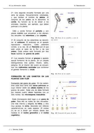 III) La información celular

20- Una segunda envuelta formada por una
serie de piezas, frecuentemente coloreadas,
y que reciben el nombre de pé
talos. Al
conjunto de los pétalos se le denomina: la
corola. Su función es la de atraer a los
animales, insectos, por ejemplo, que deben
polinizar a la planta.
Cáliz y corola forman el perianto y son
piezas estériles que envuelven a los elementos sexuales: los estambres y los carpelos.
30 Al conjunto de los estambres se denomina: el androceo. El androceo es el aparato
reproductor
masculino.
Cada
estambre
consta, a su vez, de un filamento por el que
está unido al resto de la flor y de una
antera. Cada antera está formada por dos
tecas repletas de granos de polen.

9) Reproducción

Saco polínico
antera

teca

filamento

Fig. 20 Partes de un estambre y corte de
una antera.

40- Los carpelos forman el gineceo o aparato
sexual femenino de la planta. En un carpelo
distinguiremos tres partes: Ovario, estilo,
estigma. En el interior del ovario se encuentran los rudimentos seminales que contienen
el gameto femenino u óvulo.
Fig. 21 Partes de un carpelo.

FORMACIÓN DE LOS GAMETOS EN LAS
PLANTAS CON FLOR
Formación del grano de polen. En los estambres cada teca tiene dos sacos polínicos en
cuyo interior están las células madres de los
granos de polen. Cada una de éstas formará
por meiosis cuatro células haploides con un
sólo núcleo: las microesporas masculinas.
Cada microespora dará lugar a un grano de
polen. Para ello se rodea de dos envueltas:
una más interna y delgada, la intina, y otra
muy gruesa, la exina, decorada con relieves
característi cos en cada especie. El núcleo
(n) se va a dividir por mitosis dando dos
núcleos n: el núcleo generativo y el núcleo
vegetativo.

J. L. Sánchez Guillén

Célula madre del
grano de polen

Meiosis 1ª División

Meiosis 2ª División

Microsporas
masculinas

Grano de polen

Fig. 22 Formación del grano de polen.

Página III-9-9

 