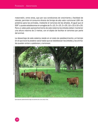 Fedegán - Asistegán 
matarratón, entre otras, que por sus condiciones de crecimiento y facilidad de 
rebrote, permiten el consumo directo de forraje de alto valor nutricional (18% de 
proteína) para los animales, mediante el ramoneo de los árboles. Al igual que el 
SSP`s puede establecerse en arreglos de 5 x 10, 5 x 15, 5 x 20, 10 x 15 ó 10 x 20. 
Para un adecuado aprovechamiento de este sistema los árboles deben mantener 
una altura máxima de 2 metros, con el objeto de facilitar el ramoneo por parte 
del animal. 
La desventaja de este sistema reside en el costo de establecimiento y el tiempo 
en el que dura la pradera vacía hasta que se establezcan los árboles y los anima-les 
puedan entrar a pastorear y ramonear. 
Ejemplares pastoreando bajo la sombra de una cerca viva 
18 
Foto: Juan Fernando Cardona Mejía – fedegan.fng 
 