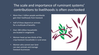 The scale and importance of ruminant systems’
contributions to livelihoods is often overlooked
• More than 1 billion people worldwide
gain their livelihoods from livestock
• Half of these depend on animals
for a multitude of benefits
• Over 200 million households
are located in rangelands
• Women head up two-thirds of the
crop-livestock households in rural areas
• Women who cannot own land
can own animals and manage
livestock businesses
 