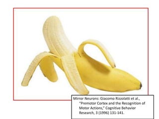 Mirror Neurons: Giacomo Rizzolatti et al., 
“Premotor Cortex and the Recognition of 
Motor Actions,” Cognitive Behavior 
Research, 3 (1996) 131-141. 
 