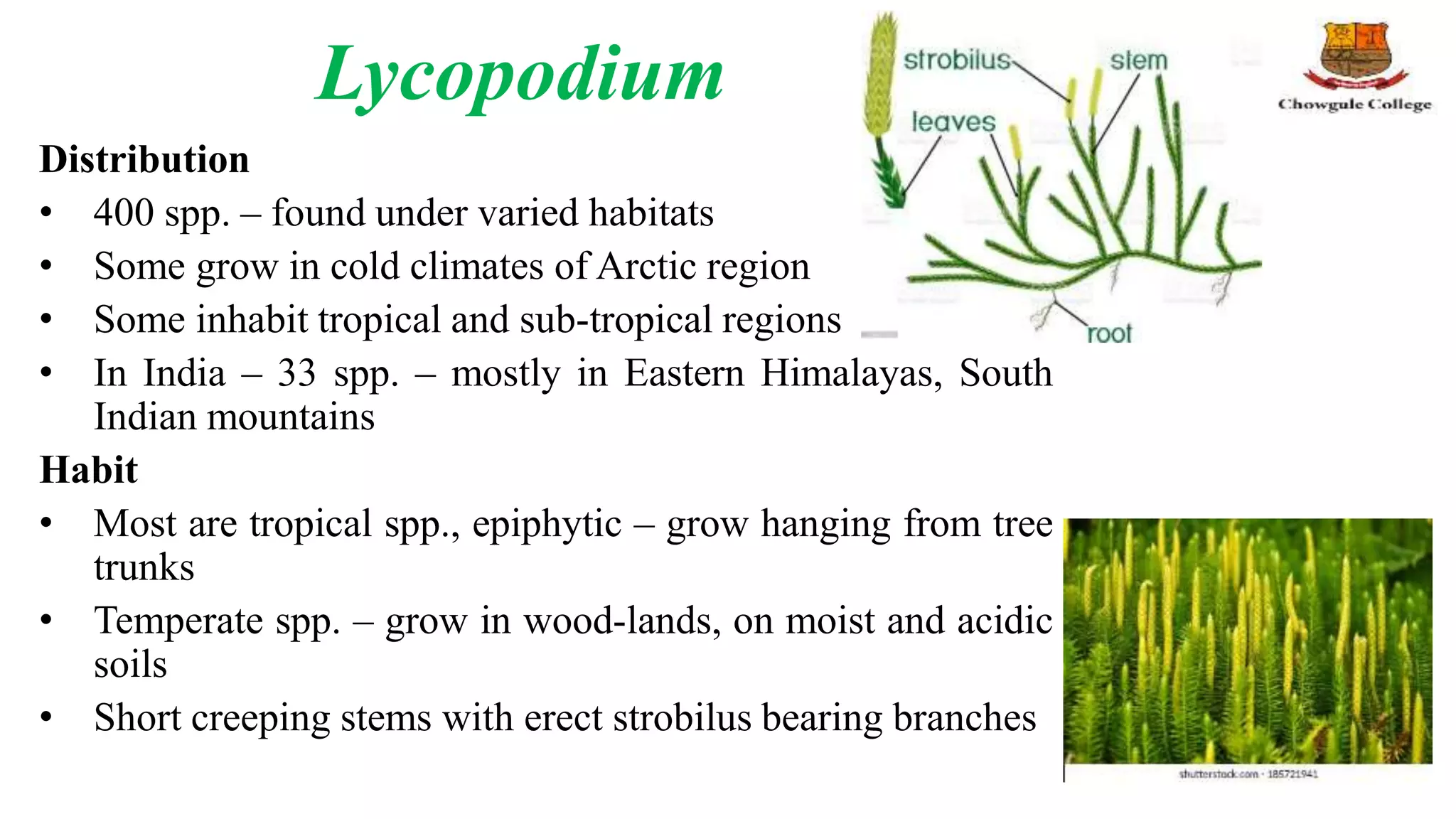Lycopodium
Distribution
• 400 spp. – found under varied habitats
• Some grow in cold climates of Arctic region
• Some inhabit tropical and sub-tropical regions
• In India – 33 spp. – mostly in Eastern Himalayas, South
Indian mountains
Habit
• Most are tropical spp., epiphytic – grow hanging from tree
trunks
• Temperate spp. – grow in wood-lands, on moist and acidic
soils
• Short creeping stems with erect strobilus bearing branches
 
