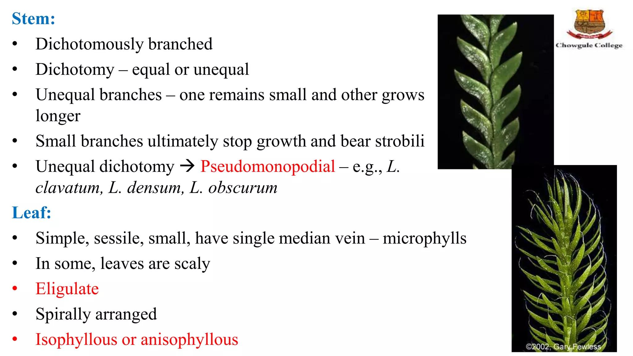 Stem:
• Dichotomously branched
• Dichotomy – equal or unequal
• Unequal branches – one remains small and other grows
longer
• Small branches ultimately stop growth and bear strobili
• Unequal dichotomy  Pseudomonopodial – e.g., L.
clavatum, L. densum, L. obscurum
Leaf:
• Simple, sessile, small, have single median vein – microphylls
• In some, leaves are scaly
• Eligulate
• Spirally arranged
• Isophyllous or anisophyllous
 