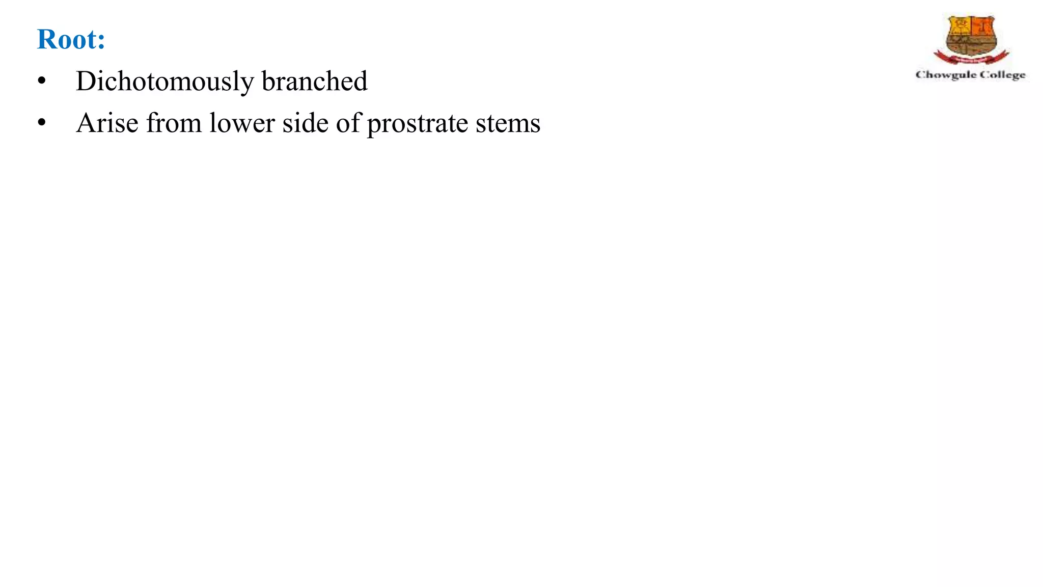Root:
• Dichotomously branched
• Arise from lower side of prostrate stems
 
