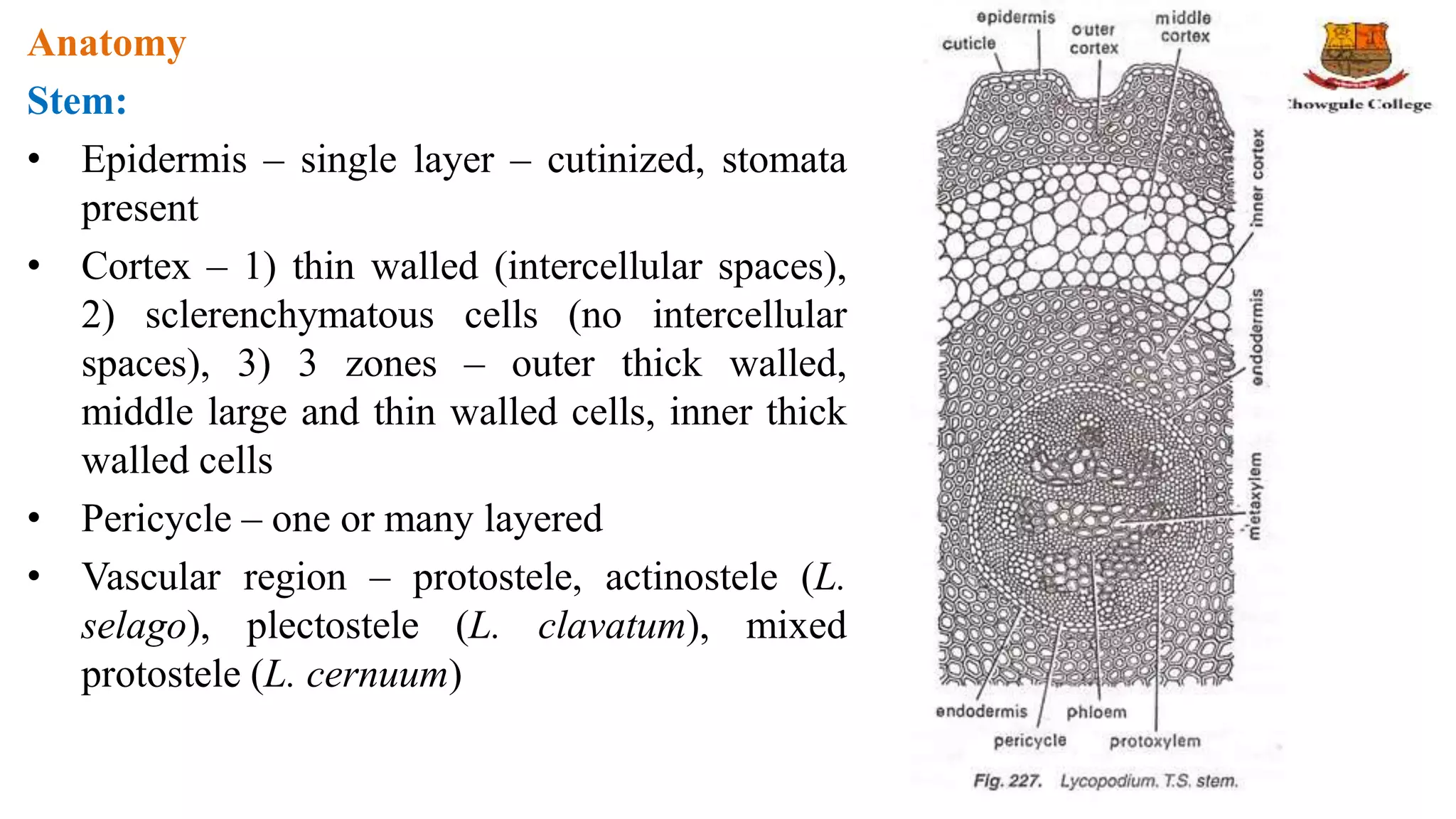 Anatomy
Stem:
• Epidermis – single layer – cutinized, stomata
present
• Cortex – 1) thin walled (intercellular spaces),
2) sclerenchymatous cells (no intercellular
spaces), 3) 3 zones – outer thick walled,
middle large and thin walled cells, inner thick
walled cells
• Pericycle – one or many layered
• Vascular region – protostele, actinostele (L.
selago), plectostele (L. clavatum), mixed
protostele (L. cernuum)
 