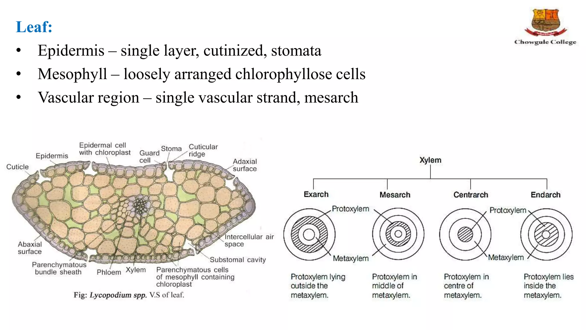 Leaf:
• Epidermis – single layer, cutinized, stomata
• Mesophyll – loosely arranged chlorophyllose cells
• Vascular region – single vascular strand, mesarch
 