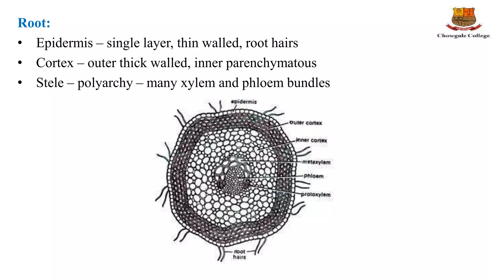 Root:
• Epidermis – single layer, thin walled, root hairs
• Cortex – outer thick walled, inner parenchymatous
• Stele – polyarchy – many xylem and phloem bundles
 