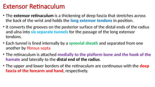 21 The lateral muscle of forearm ........ | PPTX