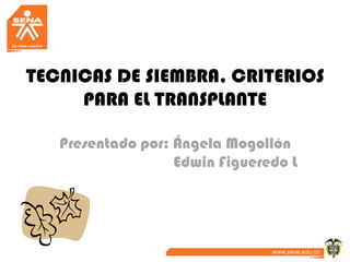 TECNICAS DE SIEMBRA, CRITERIOS
     PARA EL TRANSPLANTE

   Presentado por: Ángela Mogollón
                   Edwin Figueredo L
 