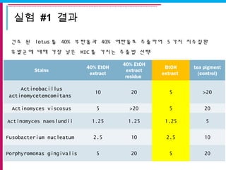 실험 #1 결과
건조 된 lotus 를 40% 부탄올과 40% 에탄올로 추출하여 5 가지 치주질환
유발균에 대해 가장 낮은 MIC 를 가지는 추출법 선택
Stains
40% EtOH
extract
40% EtOH
extract
residue
BtOH
extract
tea pigment
(control)
Actinobacillus
actinomycetemcomitans
10 20 5 >20
Actinomyces viscosus 5 >20 5 20
Actinomyces naeslundii 1.25 1.25 1.25 5
Fusobacterium nucleatum 2.5 10 2.5 10
Porphyromonas gingivalis 5 20 5 20
 