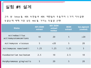실험 #1 설계
건조 된 lotus 를 40% 부탄올과 40% 에탄올로 추출하여 5 가지 치주질환
유발균에 대해 가장 낮은 MIC 를 가지는 추출법 선택
Stains
40% EtOH
extract
40% EtOH
extract
residue
BtOH
extract
tea pigment
(control)
Actinobacillus
actinomycetemcomitans
10 20 5 >20
Actinomyces viscosus 5 >20 5 20
Actinomyces naeslundii 1.25 1.25 1.25 5
Fusobacterium nucleatum 2.5 10 2.5 10
Porphyromonas gingivalis 5 20 5 20
 