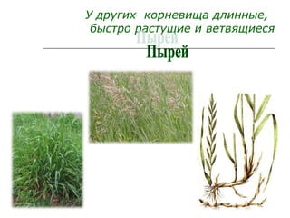 У других корневища длинные,
быстро растущие и ветвящиеся
 