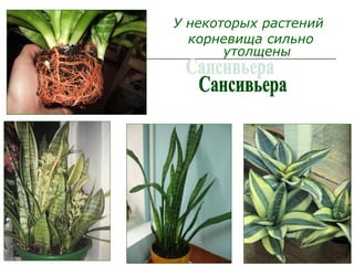 Бочкова И.А.
У некоторых растений
корневища сильно
утолщены
 