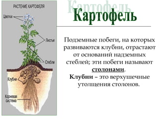 Подземные побеги, на которых
развиваются клубни, отрастают
от оснований надземных
стеблей; эти побеги называют
столонами.
Клубни – это верхушечные
утолщения столонов.
 