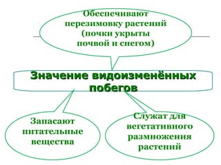 Значение видоизменённыхЗначение видоизменённых
побеговпобегов
Обеспечивают
перезимовку растений
(почки укрыты
почвой и снегом)
Служат для
вегетативного
размножения
растений
Запасают
питательные
вещества
 