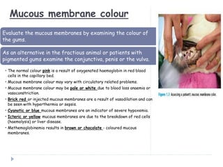 Mucous membrane colour
Evaluate the mucous membranes by examining the colour of
the gums.
As an alternative in the fractious animal or patients with
pigmented gums examine the conjunctiva, penis or the vulva.
• The normal colour pink is a result of oxygenated haemoglobin in red blood
cells in the capillary bed.
• Mucous membrane colour may vary with circulatory related problems.
• Mucous membrane colour may be pale or white due to blood loss anaemia or
vasoconstriction.
• Brick red or injected mucous membranes are a result of vasodilation and can
be seen with hyperthermia or sepsis.
• Cyanotic or blue mucous membranes are an indicator of severe hypoxemia.
• Icteric or yellow mucous membranes are due to the breakdown of red cells
(haemolysis) or liver disease.
• Methemoglobinemia results in brown or chocolate - coloured mucous
membranes.
 