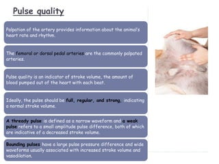 Pulse quality
Palpation of the artery provides information about the animal’s
heart rate and rhythm.
The femoral or dorsal pedal arteries are the commonly palpated
arteries.
Pulse quality is an indicator of stroke volume, the amount of
blood pumped out of the heart with each beat.
Ideally, the pulse should be full, regular, and strong, indicating
a normal stroke volume.
A thready pulse is defined as a narrow waveform and a weak
pulse refers to a small amplitude pulse difference, both of which
are indicative of a decreased stroke volume.
Bounding pulses have a large pulse pressure difference and wide
waveforms usually associated with increased stroke volume and
vasodilation.
 
