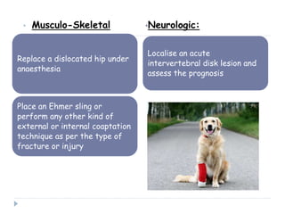 • Musculo-Skeletal •Neurologic:
Replace a dislocated hip under
anaesthesia
Place an Ehmer sling or
perform any other kind of
external or internal coaptation
technique as per the type of
fracture or injury
Localise an acute
intervertebral disk lesion and
assess the prognosis
 